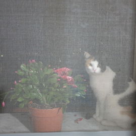fragcat