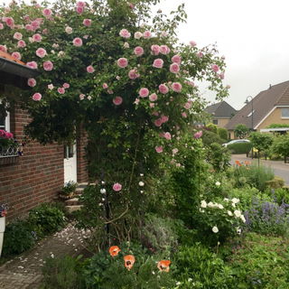 Kletterrose Blairii