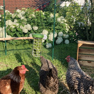 Spielen und mampfen - d...