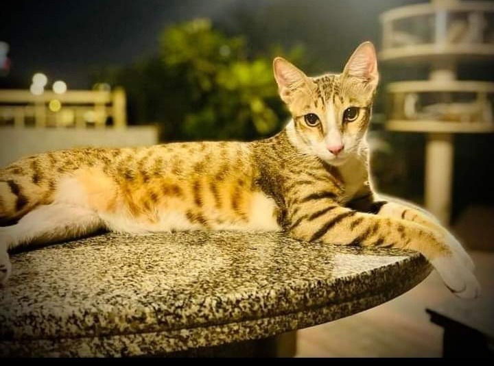 Prinz Ali, mein neuer Herzensbrecher ❤️