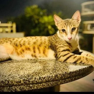 Prinz Ali, mein neuer H...