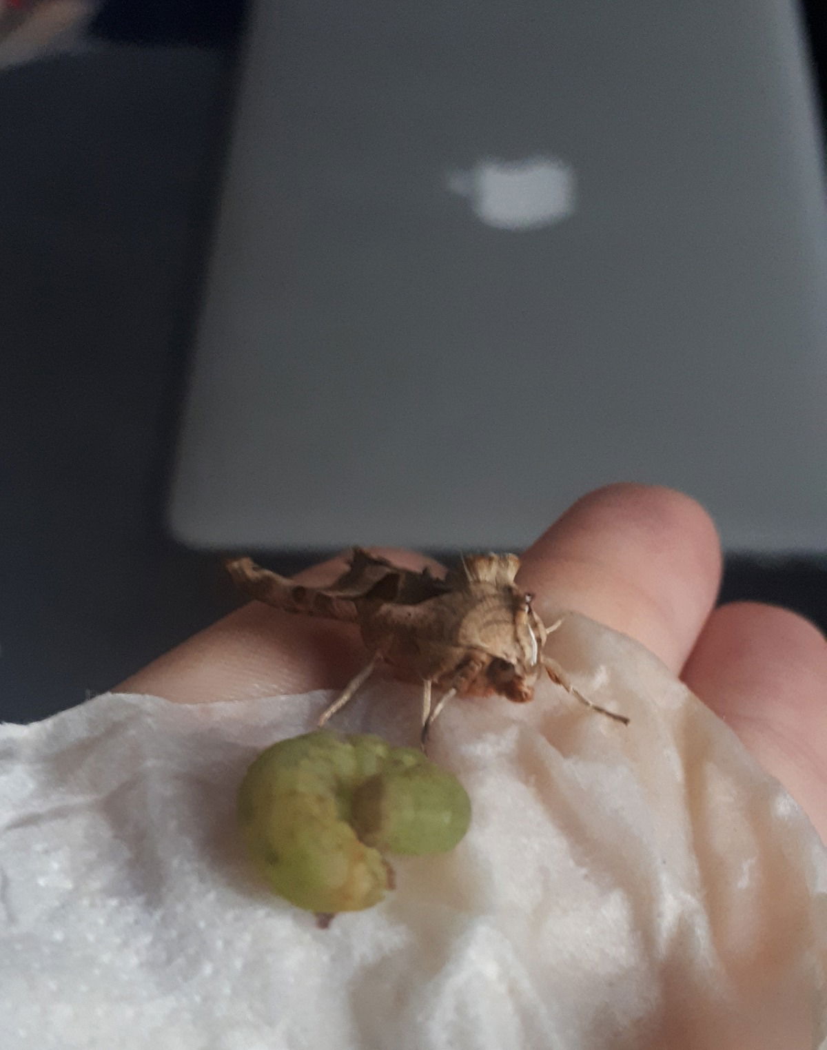 Bei mir verpuppt und geschlüpft, alle beide :-))