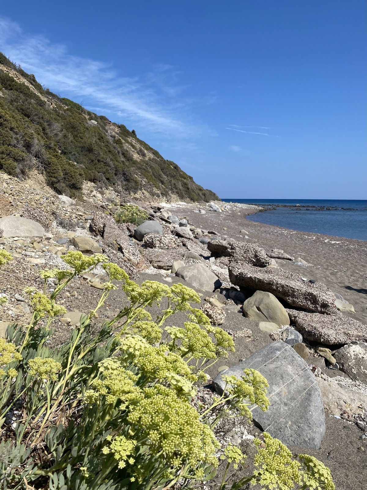 Meerfenchel 🇬🇷