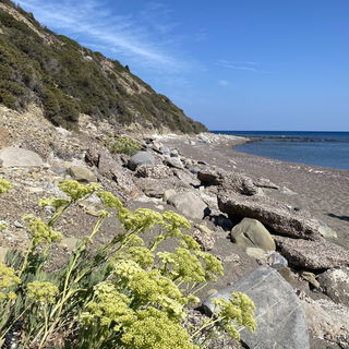 Meerfenchel 🇬🇷