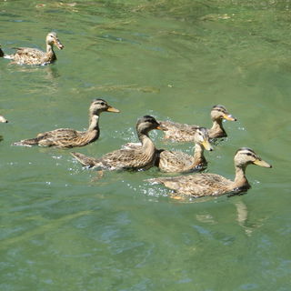 Enten verfolgen unser K...