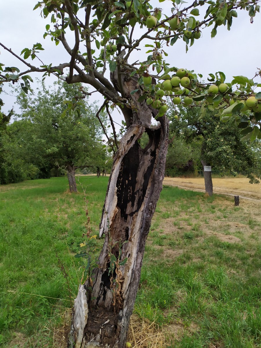 Baum des Lebens der Früchte trägt