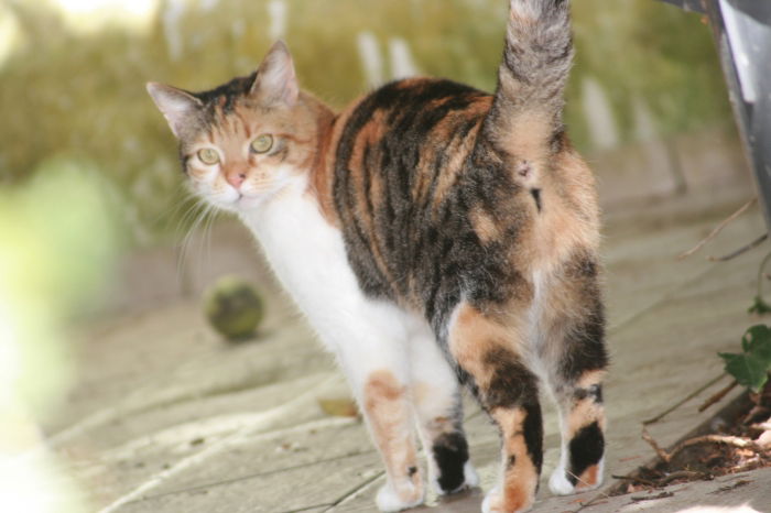 LISA meine KATZE