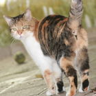 LISA meine KATZE