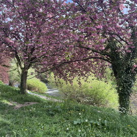 freiburger frühling an...