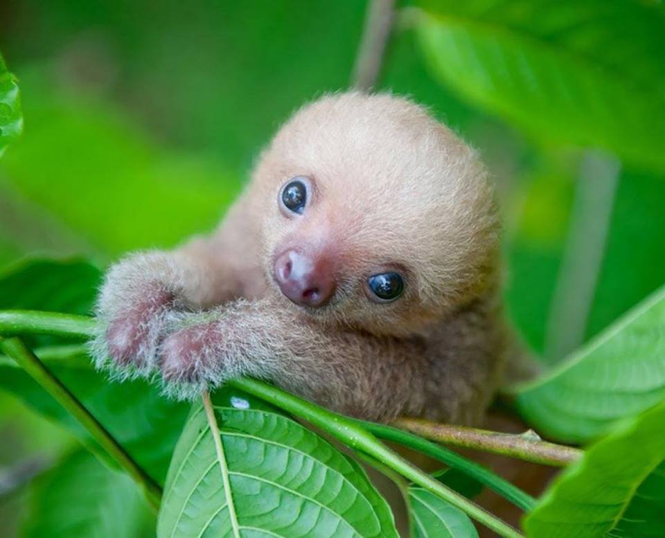 Ich bin ein Baby- Faultierchen...