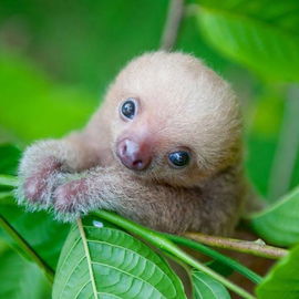 Ich bin ein Baby- Fault...