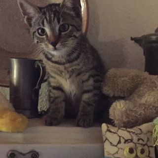 Die kleine Rosie klette...