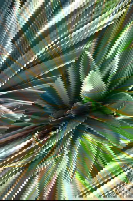 Yucca