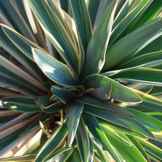 Yucca