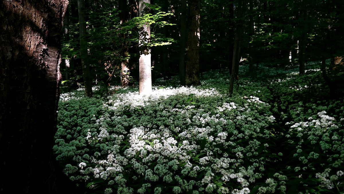 Wenn der Wald nicht mehr nach Wald riecht...