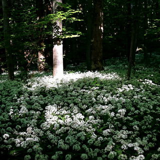 Wenn der Wald nicht meh...