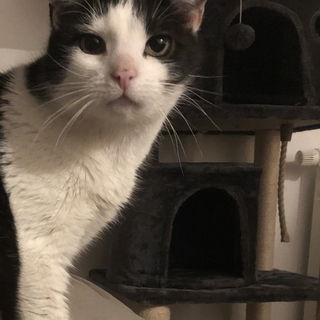 Wie der Pflegekater guc...
