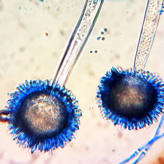 Aspergillus