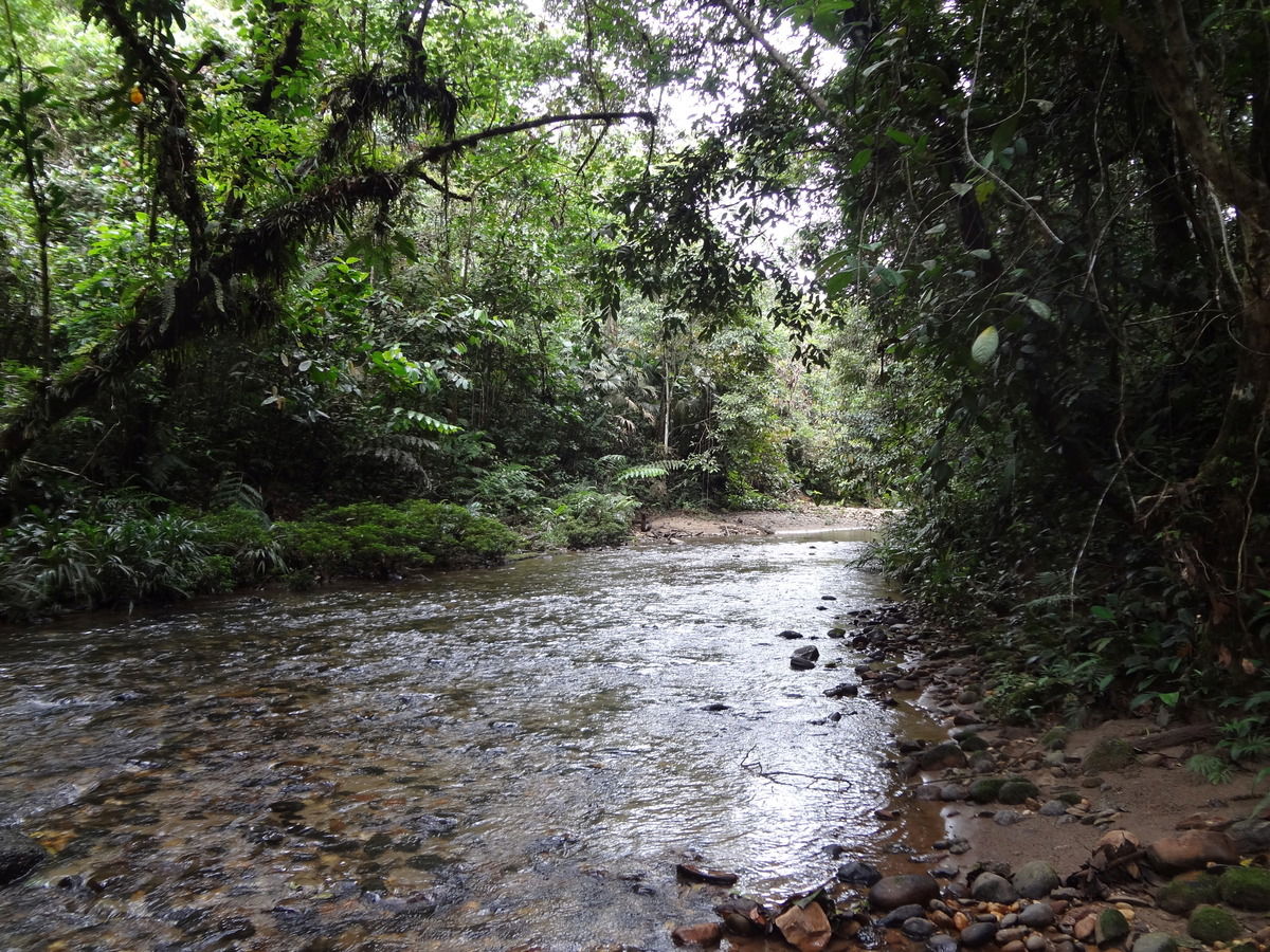 Amazonas