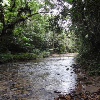 Amazonas