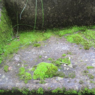 die Natur macht ihre ei...