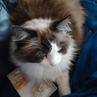 Die Amouages werden bew...