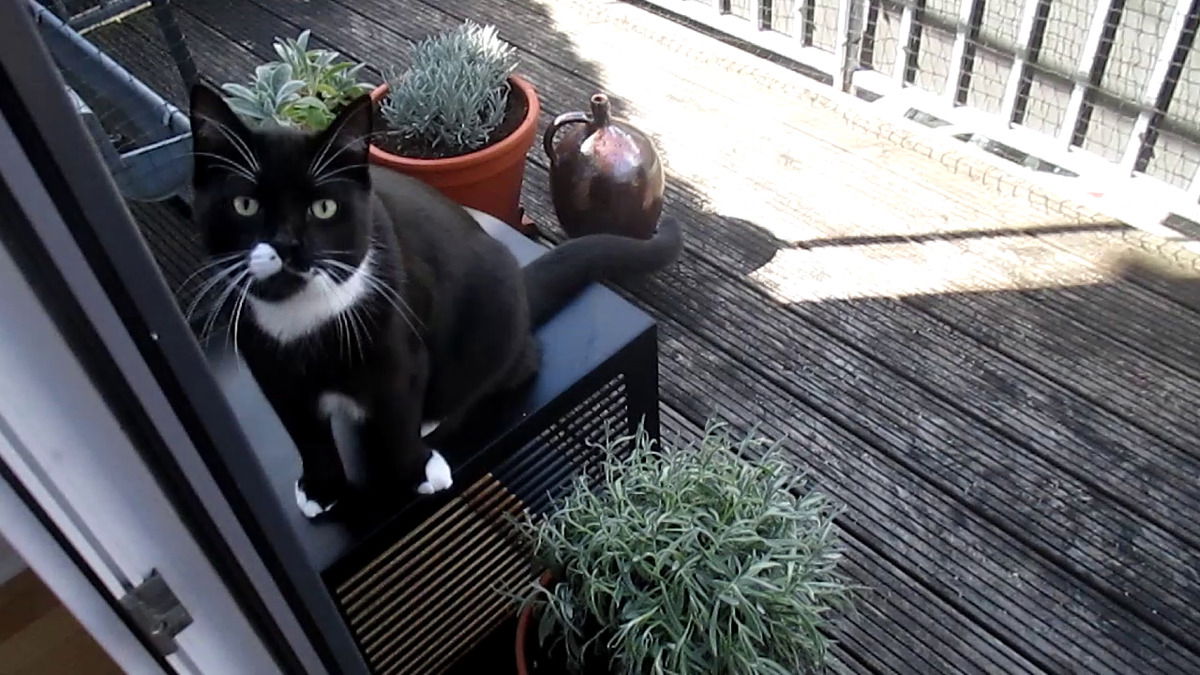 Das Fritzchen hat auf dem Balkon auch eine feine kleine Bude!