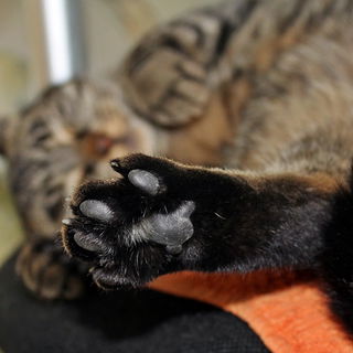 Fußreflexzonenmassage ...