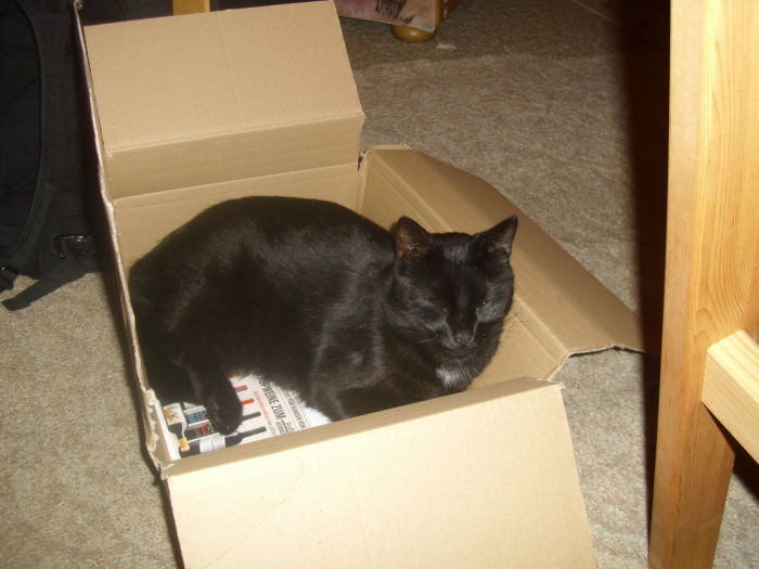 Katzen (hier das Bübchen) und Kartons - das MUSS genetisch sein ;-)