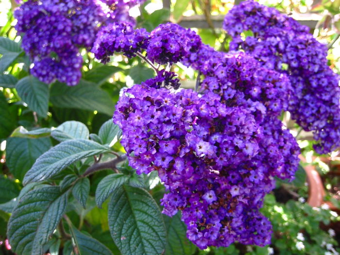 Sonnenwenden = Heliotropium