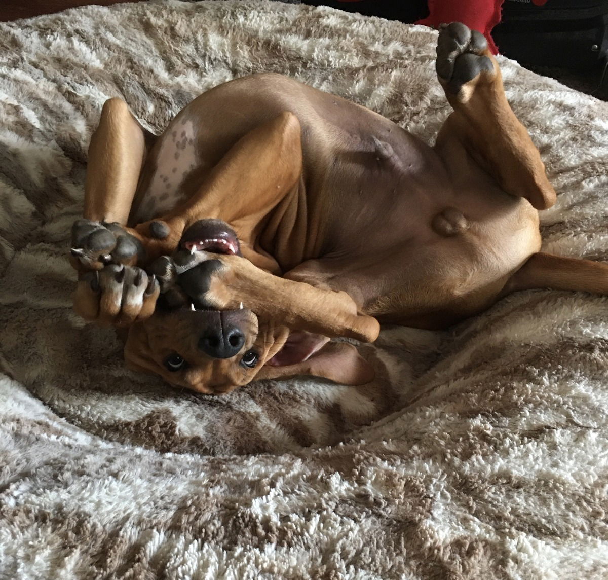 Der kleine Shango ❤️ macht Yoga