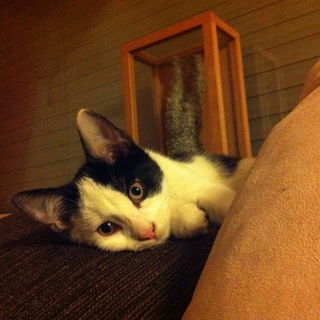 Ich habs faustdick hint...