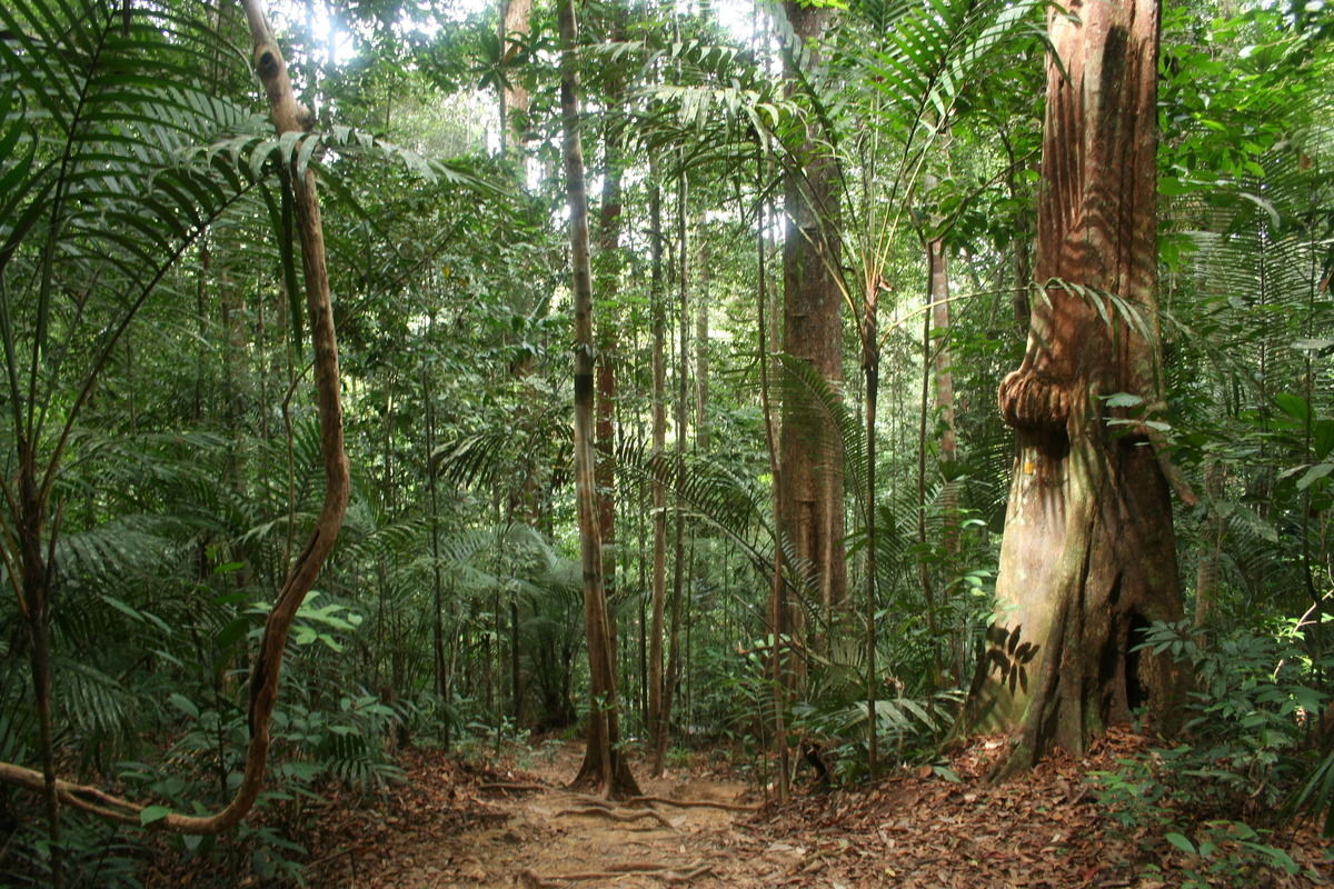 Taman Negara Malaysia