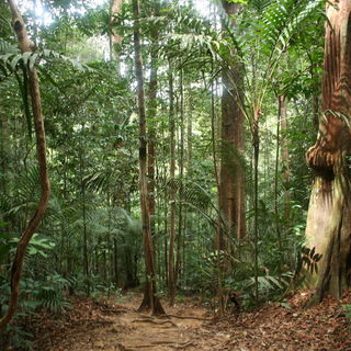 Taman Negara Malaysia...