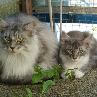 Love Isis (2,5 Jahre)  ...