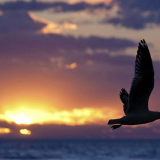 cause I am  free as a b...