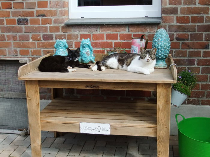 Cleotilde und Snuggle in der Pfötchen-Chillout-Lounge