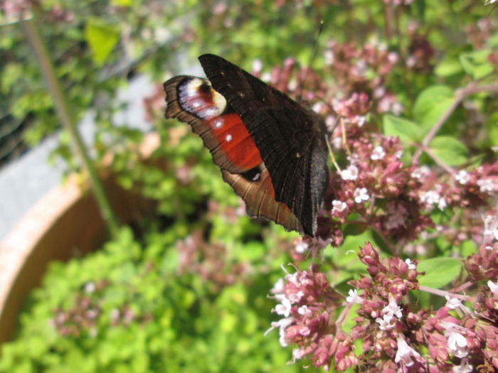 Pfauenauge auf Majoran