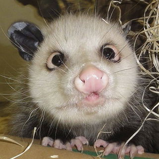 Ob Fielmann was für me...