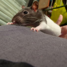 Amy