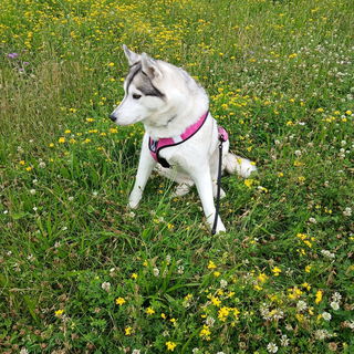 Mein Hundekind in einem...