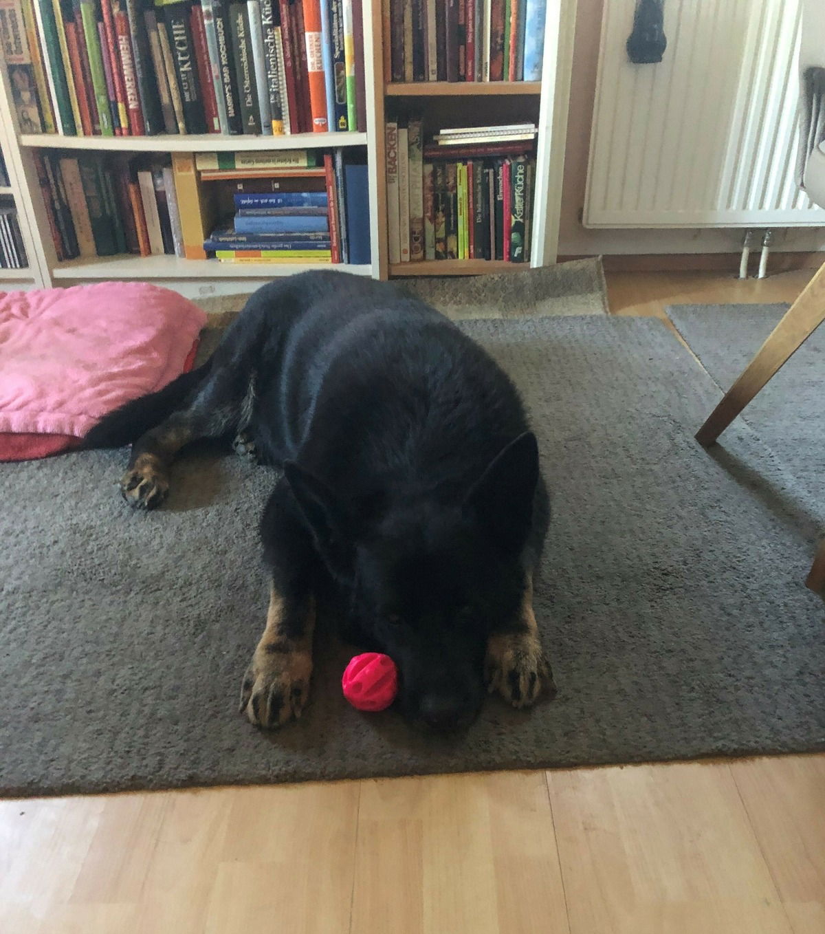 Mein Schatz hat leider ziemlich Arthrose, doch das Balli ist immer noch sehr gefragt.