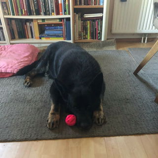 Mein Schatz hat leider ...