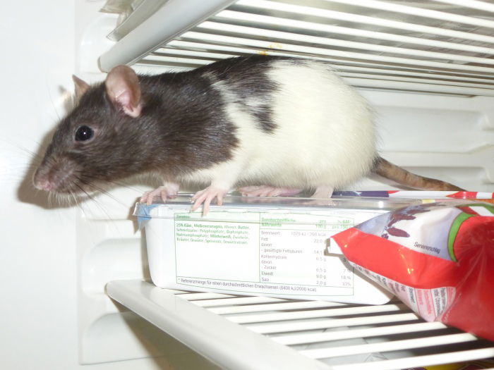 Michi