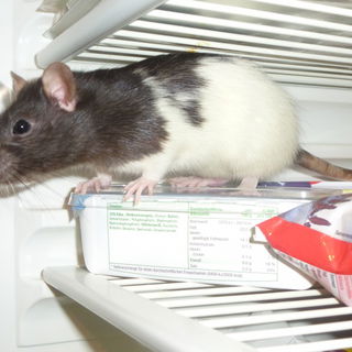 Michi
