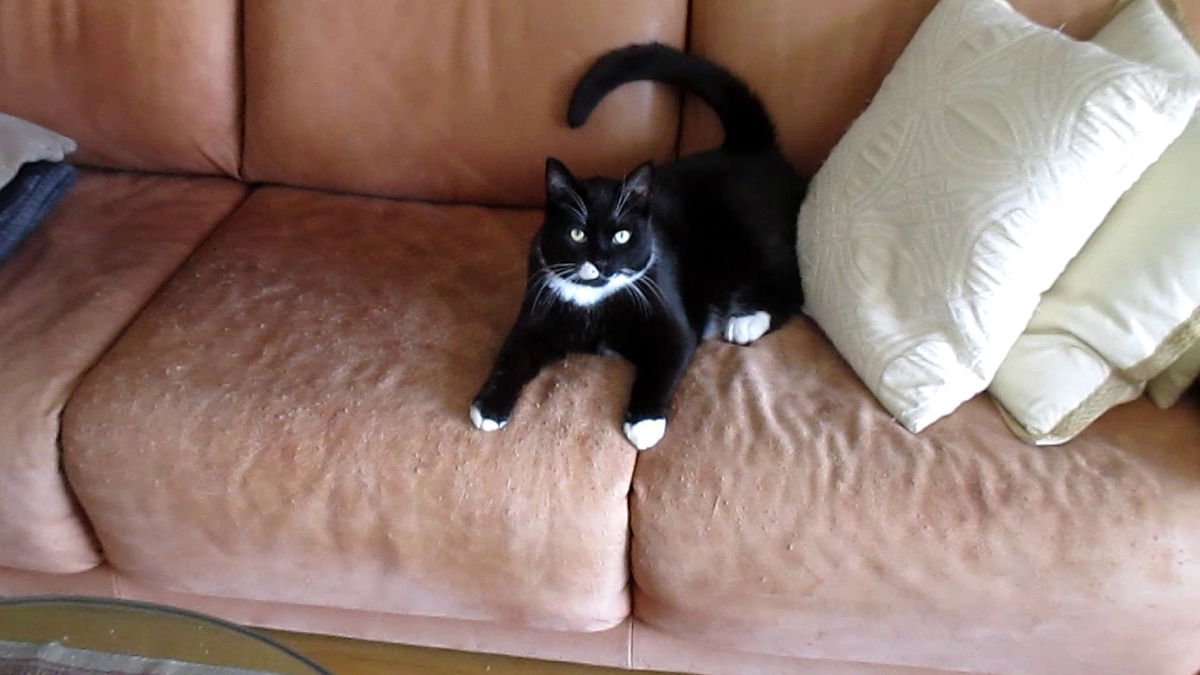 Ganz klar - das Sofa gehört dem Fritzchen!