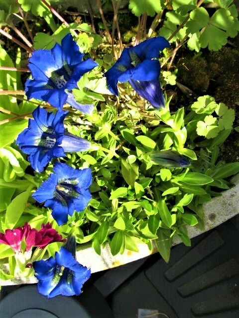 Enzian auf unserer Dachterrasse Mai 2021