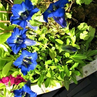 Enzian auf unserer Dach...