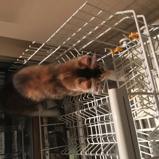 Bella hilft im Haushalt...