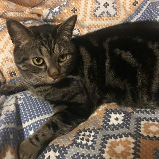 Oli mag die neue Flanel...